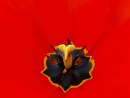 Christine LE GUYADEC - leguyadecc@gmail.com